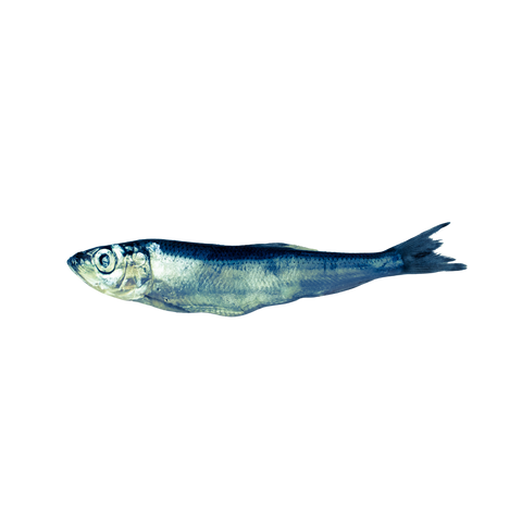 Whole Frozen Raw Sprats 10kg