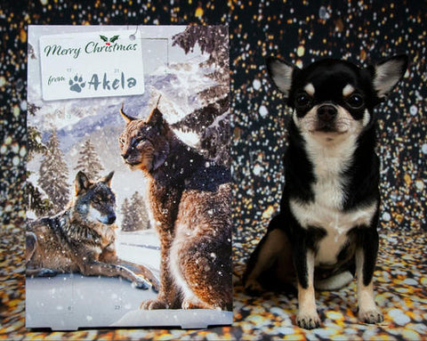 Akela Christmas Advent Calendar suitable for Dogs, Cats & Ferrets