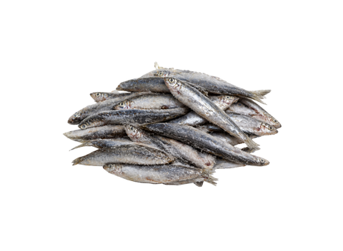 Block-Frozen Whole Raw Sprats 20Kg (bulk box)
